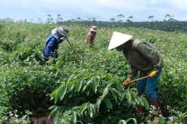 Doanh nghiệp cao su đồng loạt hạ mục tiêu lợi nhuận trong năm 2021