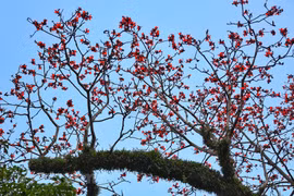 [Photo] Hoa gạo bung nở đỏ rực rỡ bên góc sân chùa Thầy
