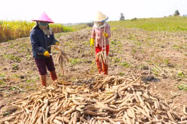 Gia Lai: Giá mì tăng cao do nguồn cung khan hiếm