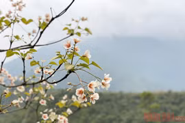 Tháng 3 - triền núi trắng hoa trẩu