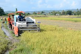Phú Thiện được mùa lúa