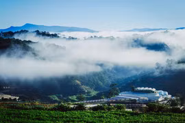 Bình yên đồi chè Cầu Đất
