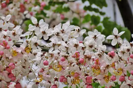 Muồng hoa đào - loài hoa đẹp bắt nguồn từ Đông Nam Á