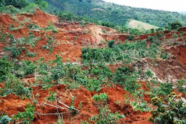 30 ha cà phê bị vùi lấp do sạt lở đất