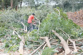Gia Lai: Phía sau những vườn cao su bị "bức tử"
