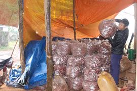 Vụ khoai lang đắng