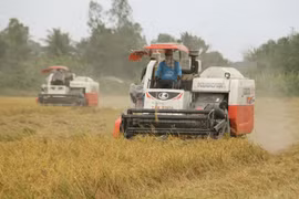 Thế giới cần 3,7 triệu tấn gạo, tăng tốc ở vụ lúa hè thu, thu đông