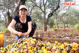 Đức Cơ: Điều mất mùa, mất giá