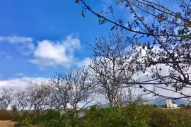 Dịu dàng đỗ mai…