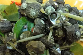 Mùa ốc đá