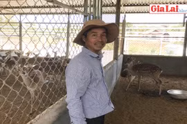 Thăm trang trại nuôi hươu sao lớn nhất Pleiku