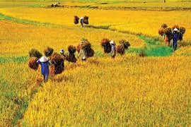 Hương mùa gặt