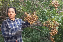 Chư Pưh: Đẩy mạnh liên kết sản xuất nông nghiệp theo chuỗi giá trị