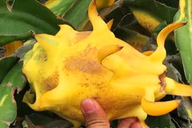 Nông dân kiếm tiền tỷ nhờ trồng thanh long vàng