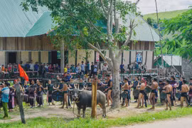 Về Prăng xem lễ đâm trâu