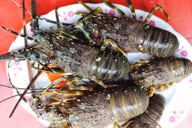 Ghé làng chài ăn tôm hùm chấm muối ớt
