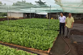 Làm giàu ở nông thôn: Chỉ trồng rau thôi, tôi thu 25 triệu/tháng