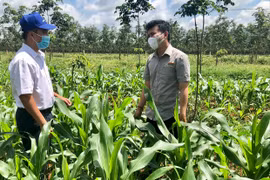 Tập đoàn Lộc Trời triển khai liên kết gần 1.170 ha cây trồng