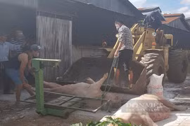 Lâm Đồng: Huyện Di Linh đang tổ chức dập khẩn trương ổ dịch tả heo châu Phi khiến 68 con lợn bị chết