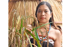Tạ ơn mẹ lúa