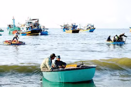Mùa cá cơm