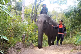 Nàng voi cô đơn