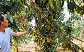 Lan tỏa lòng nhân