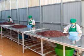 Thái Sơn Tây Nguyên quan tâm sức khỏe người tiêu dùng