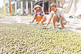 Làm giàu khác người: Cả làng đổ bỏ, nhặt rác này về phơi kiếm bộn tiền