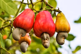 Mùa điều chín