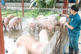 99% số xã đủ điều kiện công bố hết dịch tả heo châu Phi