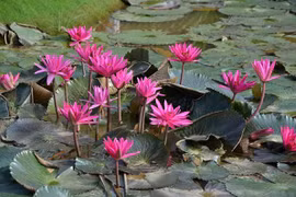 Hoa súng ngày cũ