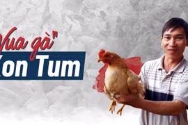"Vua gà Kon Tum"