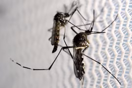 Bộ Y tế Việt Nam lo ngại về diễn biến dịch Zika trong mùa mưa