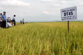 Hội thảo đầu bờ giống lúa thuần năng suất cao DT45