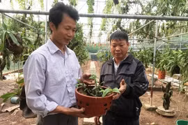 Giò lan đột biến gen giá 100 triệu hiếm có