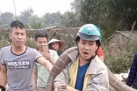 Bắt được rắn hổ mang khổng lồ to như trăn
