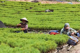 Kbang: Một năm thực hiện giải pháp khôi phục rừng bền vững