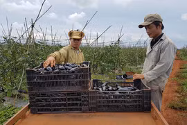 Trồng cà tím Nhật Bản không lo đầu ra