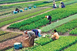 Ưu tiên hỗ trợ HTX đầu tư phát triển kết cấu hạ tầng
