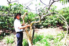 Ia Grai: 650 triệu đồng hỗ trợ người dân tái canh cà phê