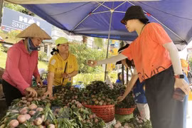 Mận Tam hoa vào chính vụ thu hút khách du lịch thập phương