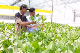 Đak Pơ triển khai 2 mô hình khuyến nông