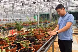 Đắk Lắk: Chàng trai trồng hoa lan giả hạc, có hoa lan giả hạc đột biến nhiều người kéo đến xem