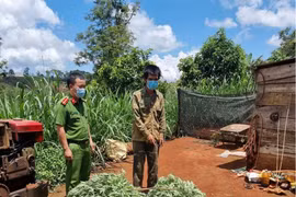Bắt nhóm người được thuê 300.000 đồng/ngày trồng 2.600 cây cần sa