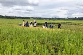 Ia Grai: Nhân rộng giống lúa JO2
