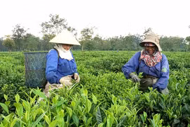 Cơ hội mở rộng thị trường xuất khẩu nông sản ở Gia Lai