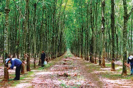 Nguồn lợi lớn từ chế biến gỗ cao su