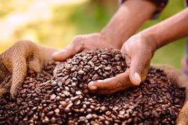 Hơn một nửa giống cà phê trên thế giới có nguy cơ tuyệt chủng