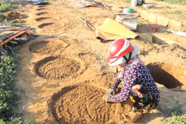 Gieo giá đỗ ven sông Lại